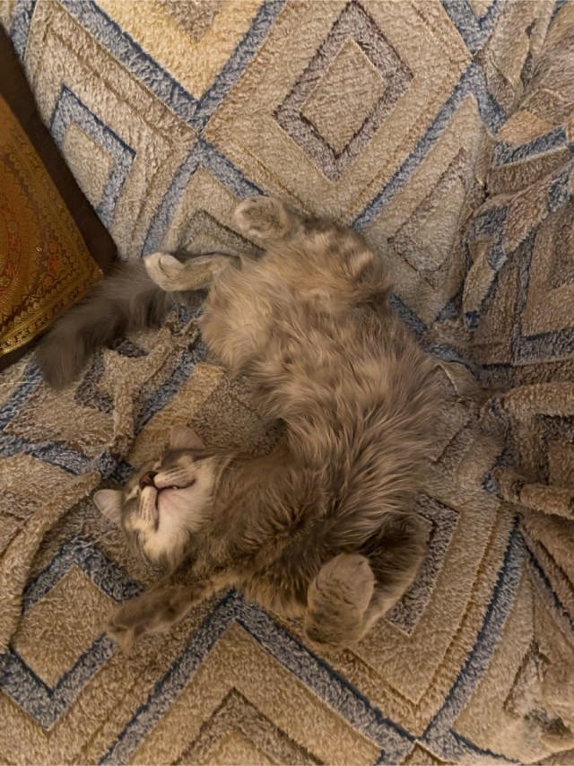 Вторник-кото