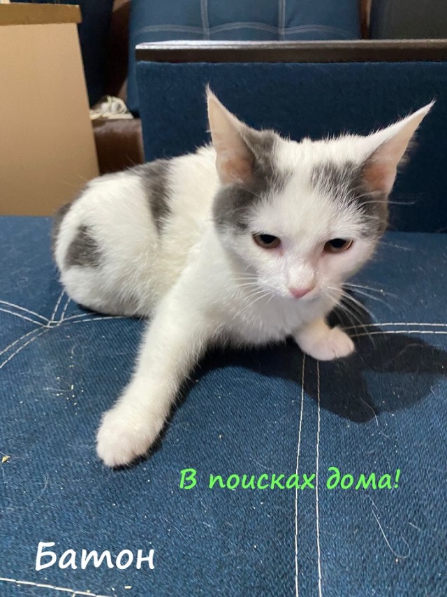 Жизнь домашнего приюта "Котоленд" 315