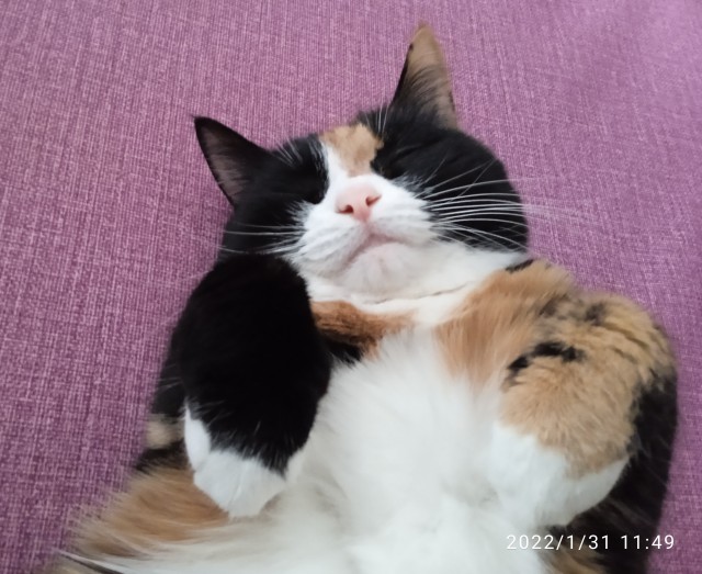Котовторник. Февраль