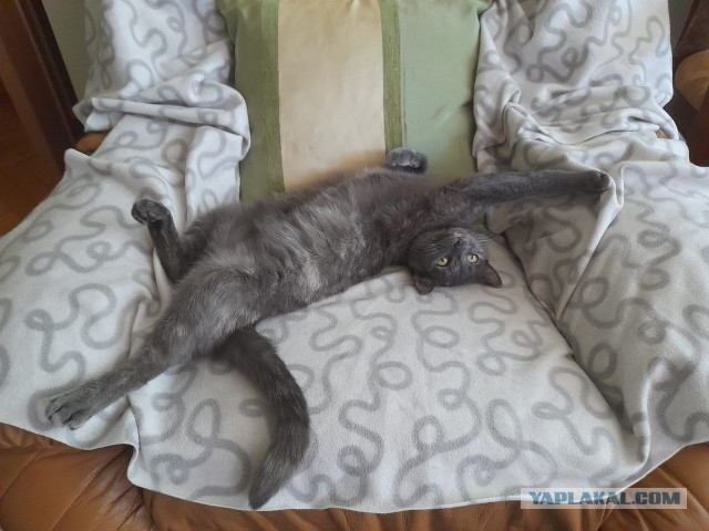У кого какие животные? (Про мужей чур не писать)