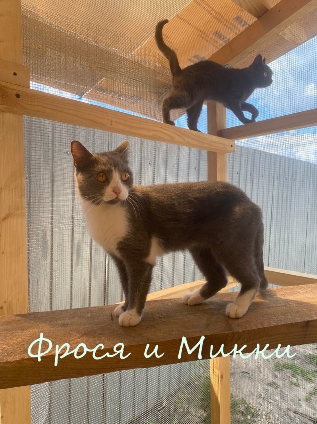 Жизнь домашнего приюта "Котоленд" 345