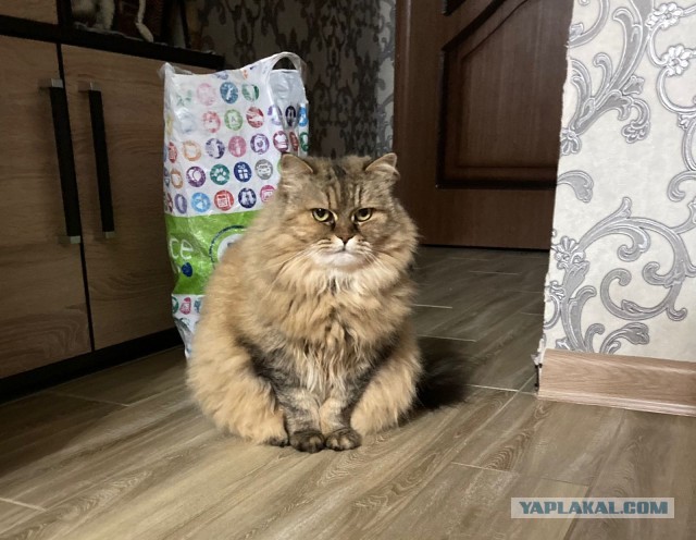 Котовторник 18.10.22
