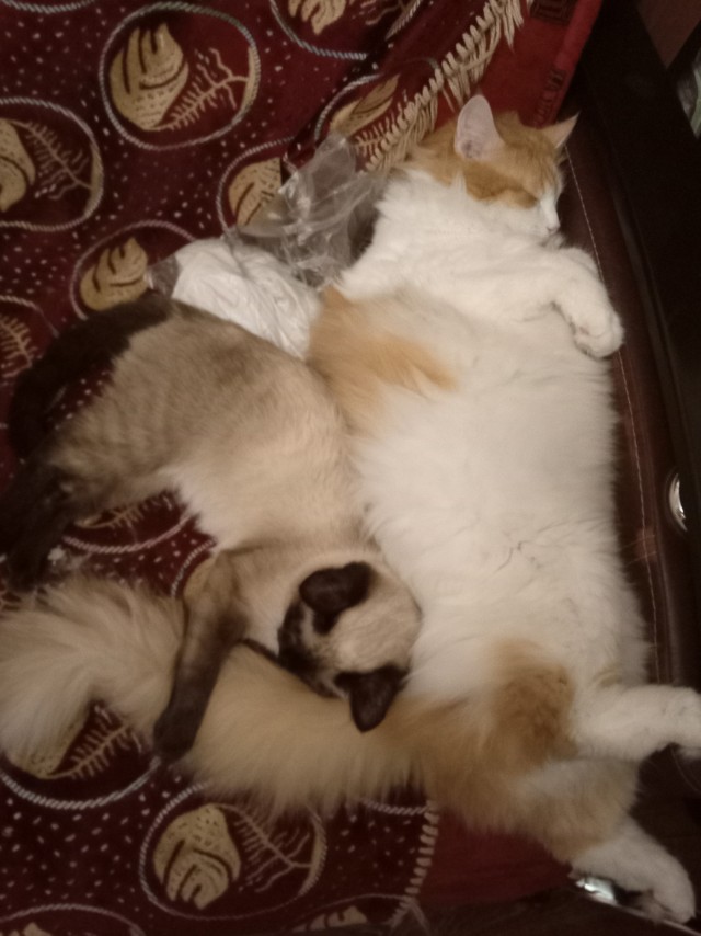 Кошечка!