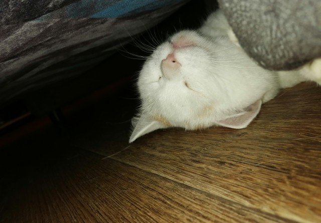 Даёшь котов в этот вторник!