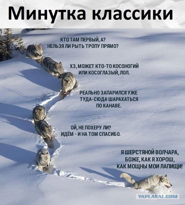 Опять волки. Зимой