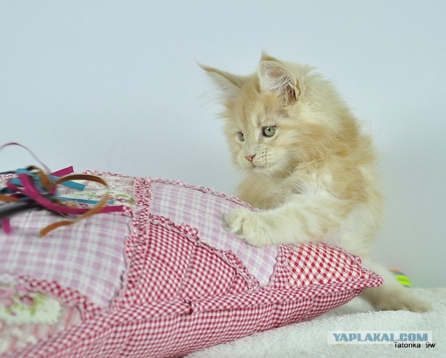 Котовторник  07.05.2013
