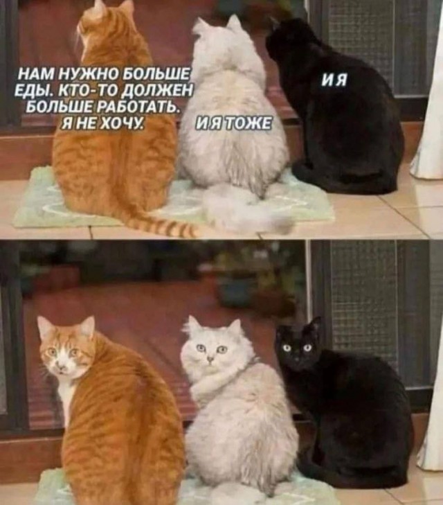 Никакие картинки и такие же тексты