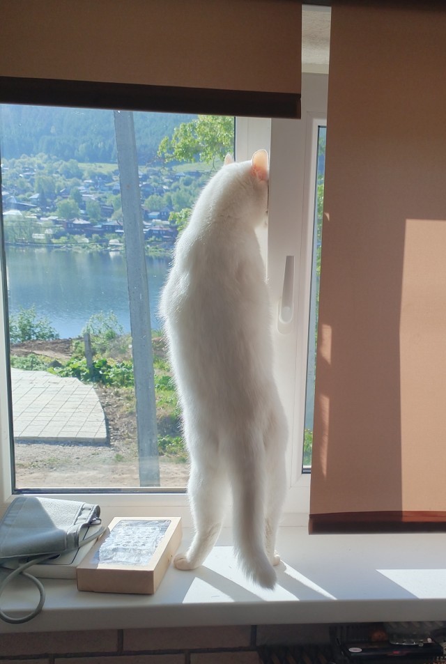 Котовторник