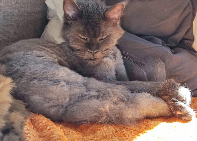 С Котовторником!