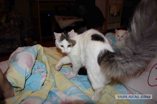 Как я подобрал котэ