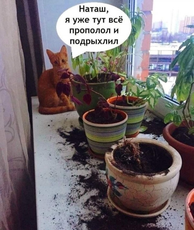 Весёлый полтишок 24.04.25