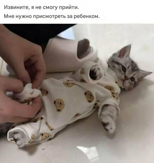 К котовторнику: подборка картинок-баянов с котиками и про котиков. Выпуск 8