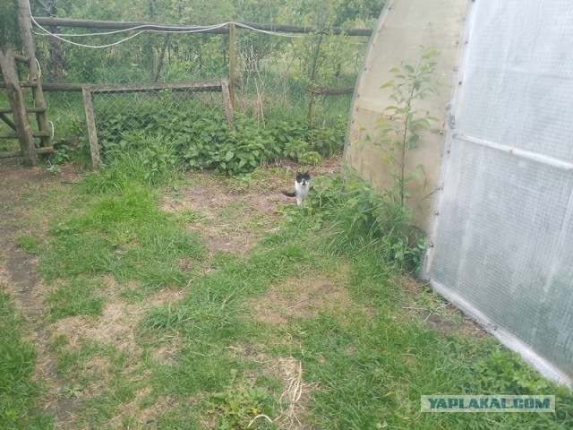 Жизнь домашнего приюта для котеек 543
