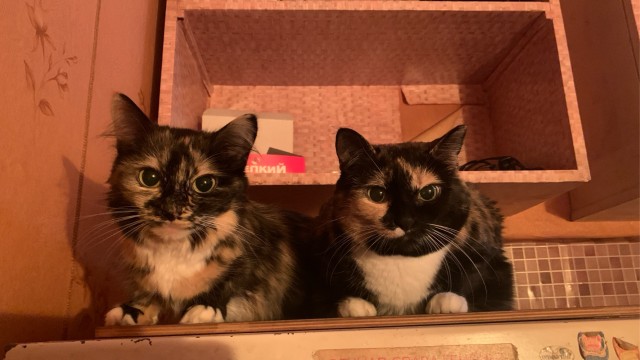 К котовторнику