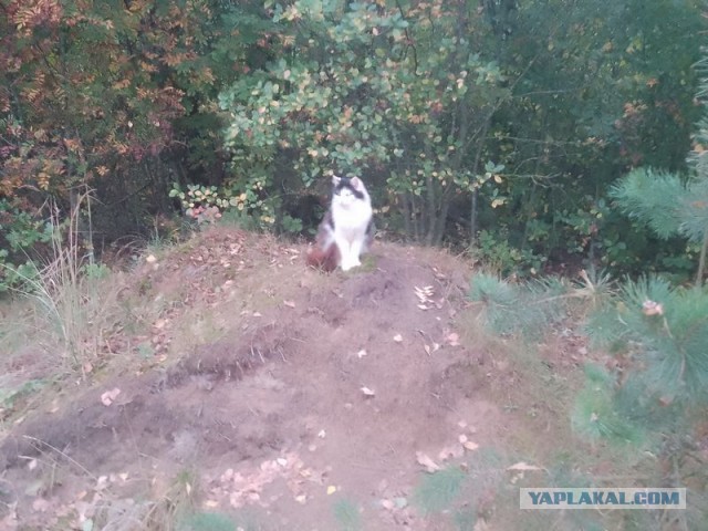 Жизнь домашнего приюта для котеек 558