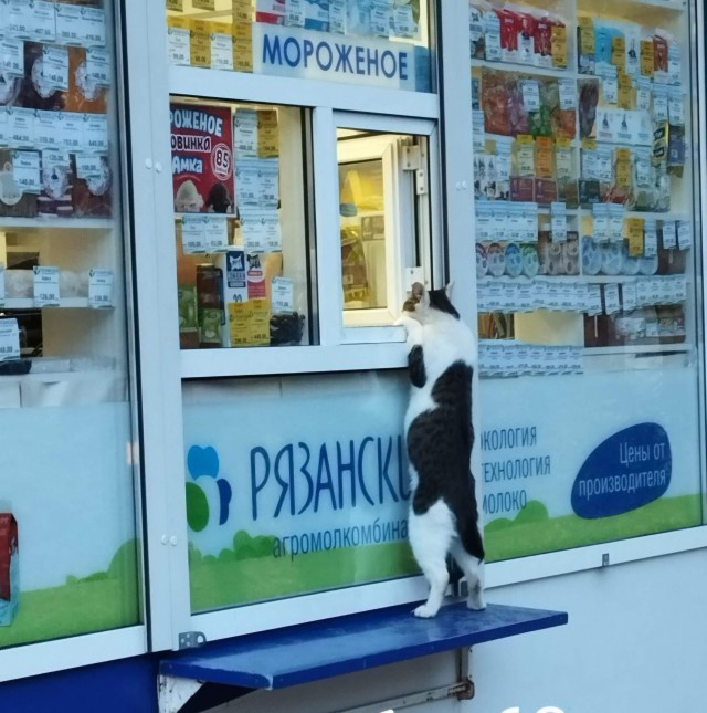 К котовторнику - однажды в Рязани