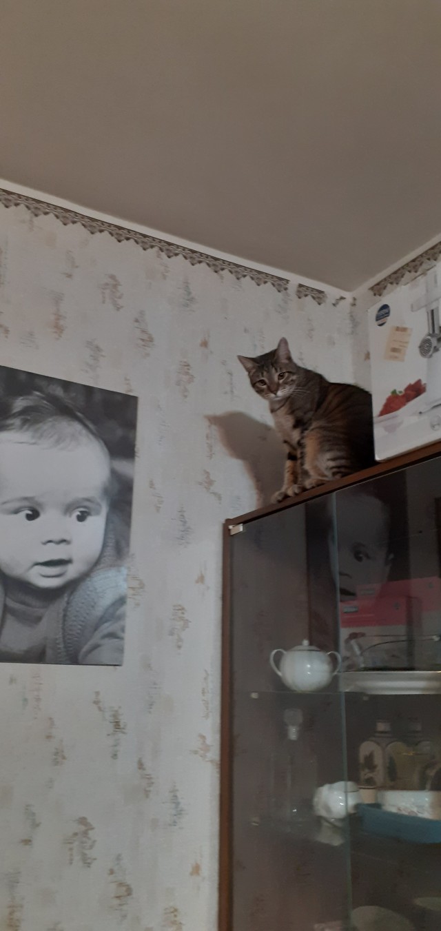 Чутка кошек