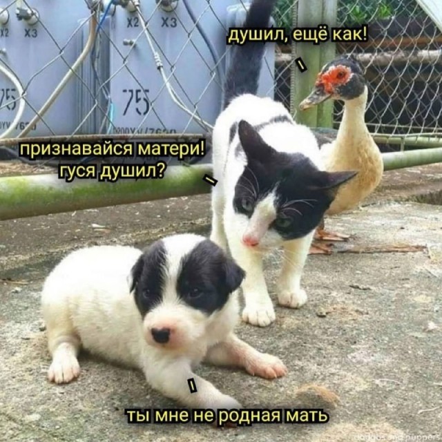 Проблема с Гусем