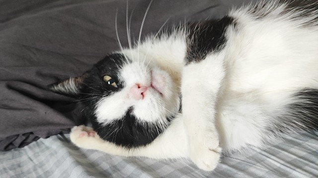 Котовторник