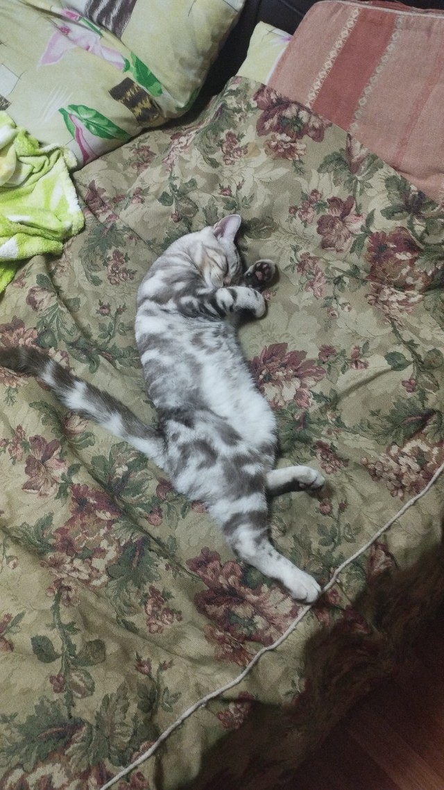 Мой Мурзик ушёл на радугу.