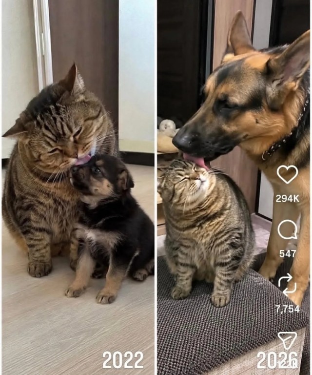 Собачки на субботу