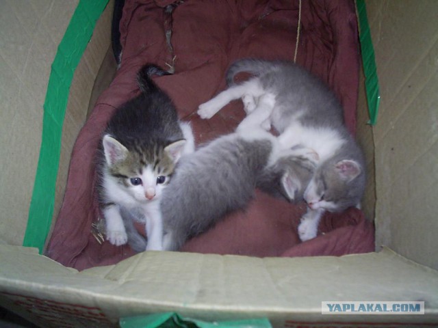 Котовторник 09.09.2014