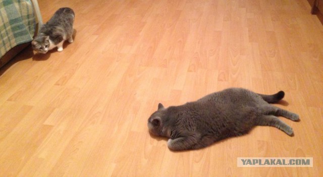 Котовоскресенье