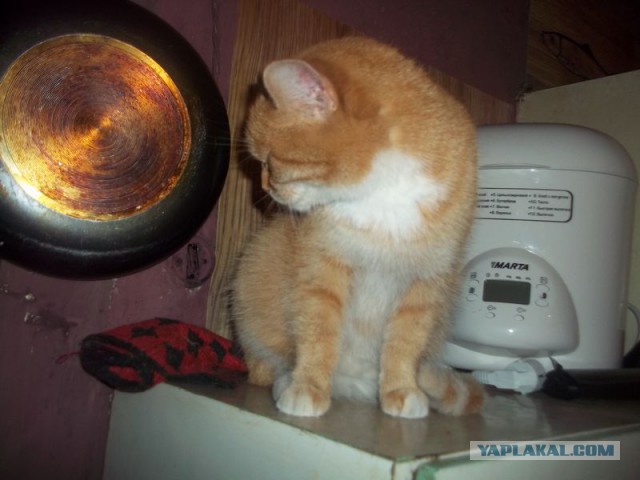 Жизнь домашнего приюта для котеек 55