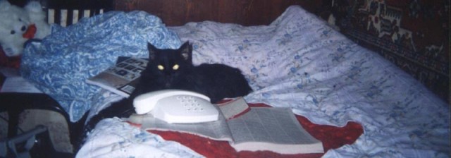 Коты, кошки, котята