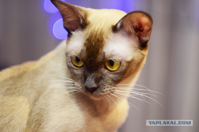Котооо-о-о-вторник