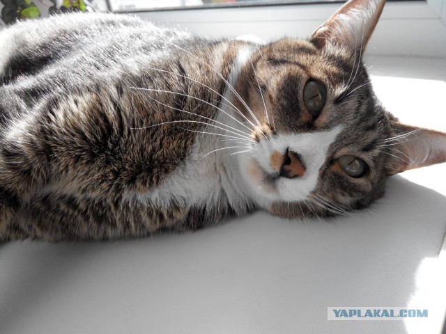 КотоВторник 26.04.2016