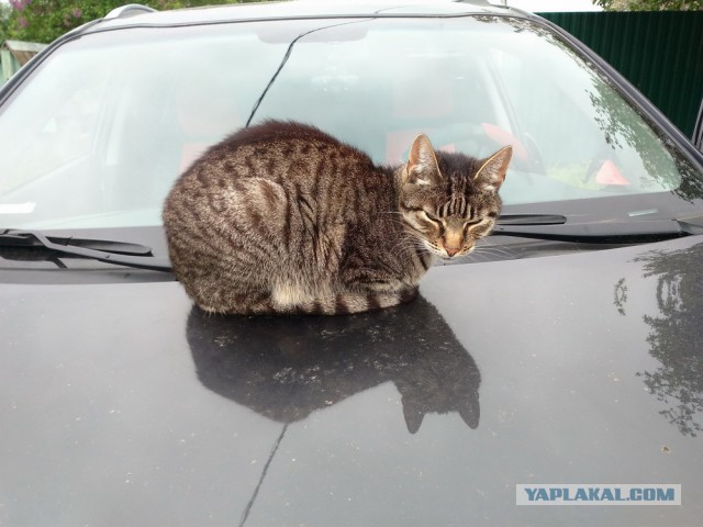 Котовторник 17.05.2016