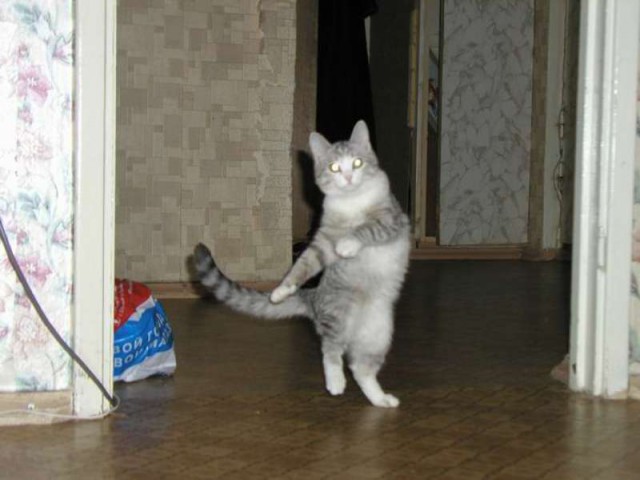 Коты из сети