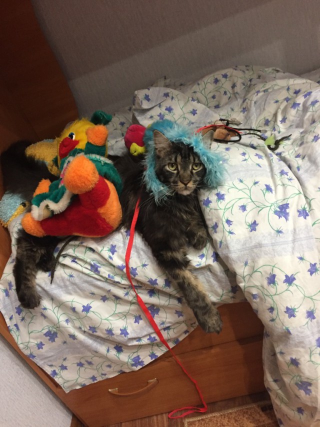 Котовторник 27.12.2016