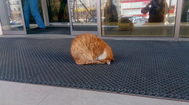 Кот ежедневно ''молится'' у входа в супермаркет