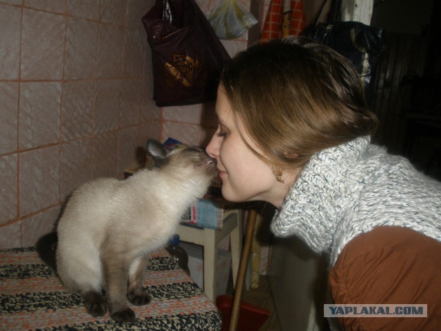 Котовторник  14.02.2017