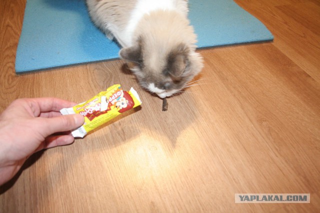 Мой кот. Это нормально?