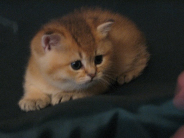 Коты и Кошки
