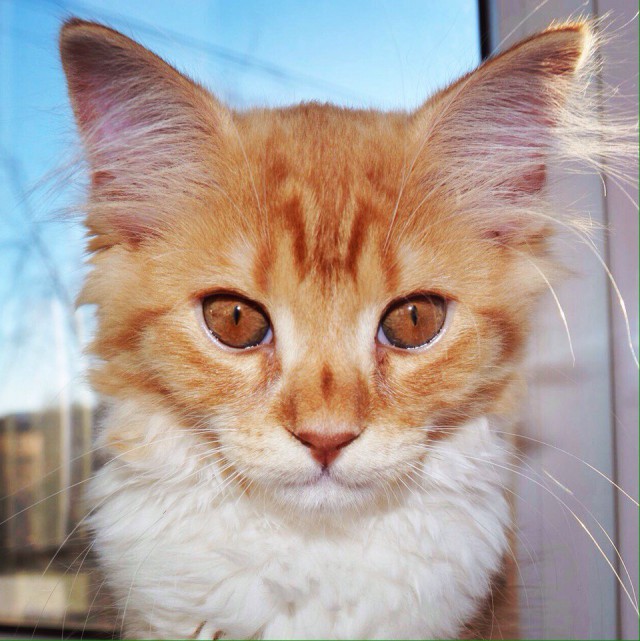 Коты и Кошки