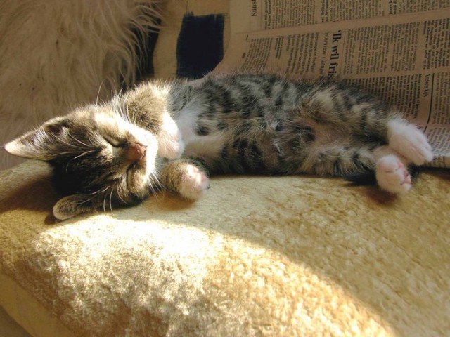 Коты и Кошки