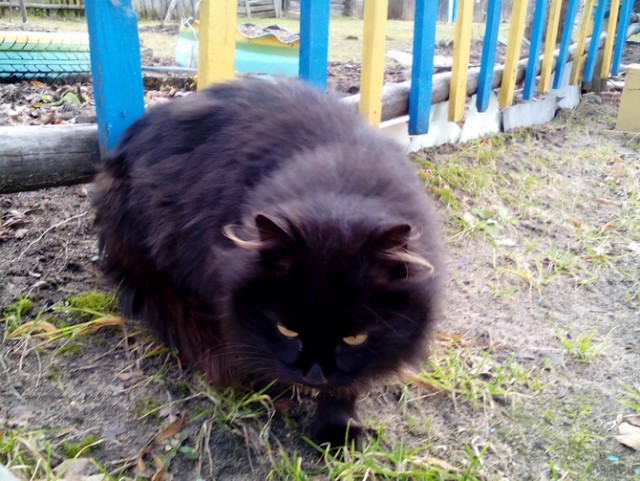Котовторник 20.06.2017