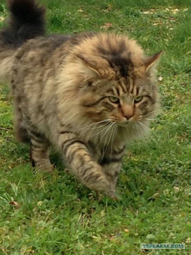 Котовторник  05.12.2017