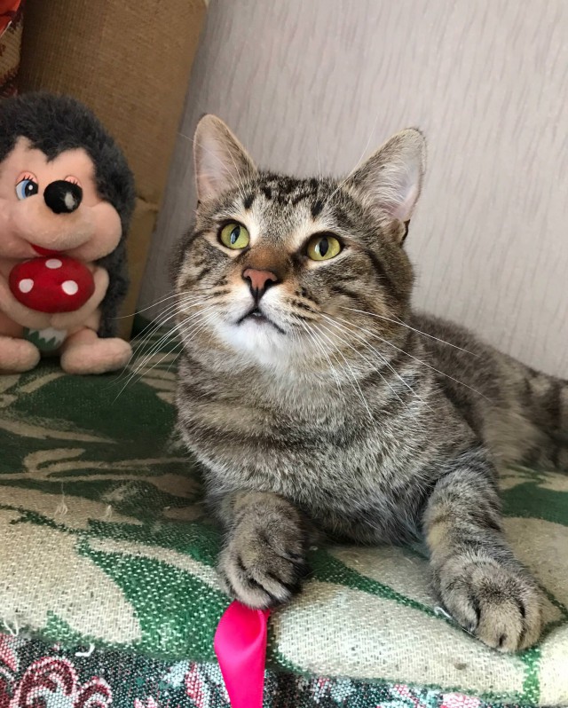 Коты и Кошки