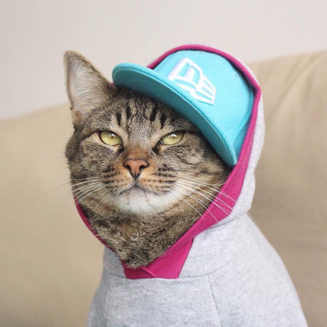 Котовторник!