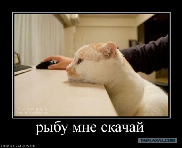 Примерно про сиськи