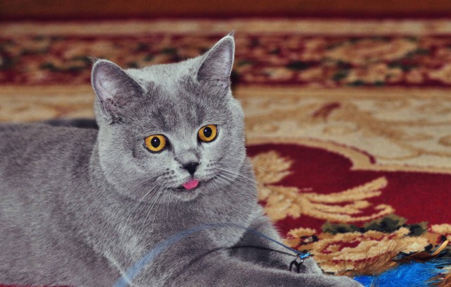 Котовторник ждали? А вот и он!