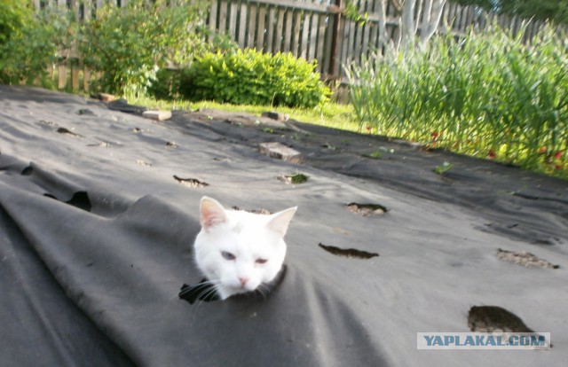 Котовторник 29.5.18