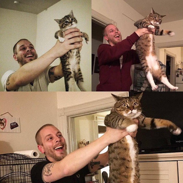Прикольных котов пост