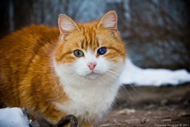 Котовторник - С праздником, котоводы!