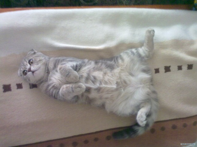 Котовторник  07.06.11